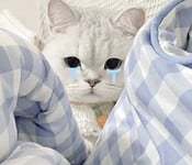1376 ảnh trong 1 album: Cô gái loli dễ thương 4