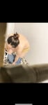 Tác nghiệp dì tới chơi hôm qua