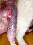 trước giờ tưởng ku chó nhỏ ko ngờ nó lại khủng như vậy